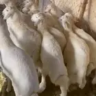 طليان انتاج المراح نظافه شرط