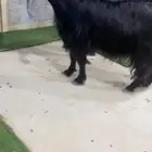 عنزين عوارض كفو صنف ص