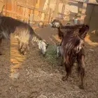 ماعز عارضي للبيع