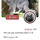 قط نيبيلونيج ذكر للتزاوج