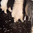 طليان جبر ناهي