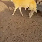 جذع حري فاخر