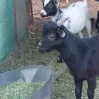 تيس وجفره