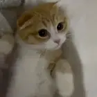 قطط للبيع