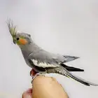 ببغاء كروان
