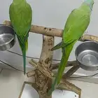 بغبغاء طير دره