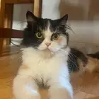 تبني قطه للتزاوج شيرازيه العمر سنتين