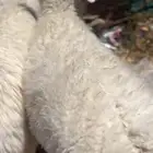 رخال ضحايا جذعات شحم