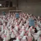 دجاج