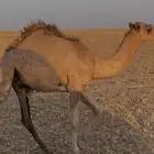 قعود لباني العمر 8 أشهر ونص
