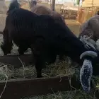 تيس مخصي للبيع