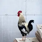 ديك اصيل مميز للبيع