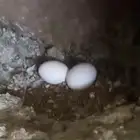 للبيع 80 جوز حمام مشحم وطيب