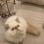 قطه