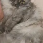 لتبني لوجه الله حائل