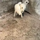 رخل طلي حري