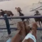 سواكن تربيه ثلاث شهور