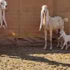 معزا هولنديات مواليد