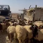 طليان نعيم