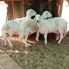 غنم للبيع الحاله دفيع العدد3