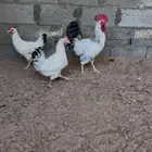 طقم دجاج فرنسي كولمبي