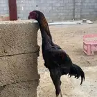 شامو الماني