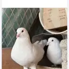 حمام فرنسي حجم جامبوا للبيع