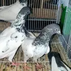 تيدي