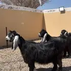 معزا عوارض كفو صنف معرفه