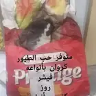 حب الطيور