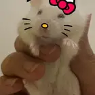 هامستر ونتر وايت للبيع مع اغلب اغراضها