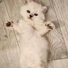 كيتن سكوتش بلو بوينت Tabby