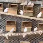 عشة زيبراء ابيض استرالي
