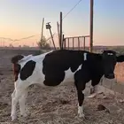 بقر للبيع
