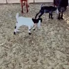 معزاء طيبه ونظيفه