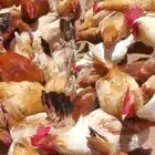 دجاج بلدي بياض