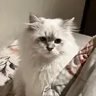 فندقة قطط جدة