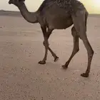 السلام عليكم بكرة سنها حقه للبيع الموقع العجلية