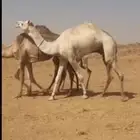 بعير شكل وسلاله