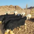 ست جذعات نجد صنف
