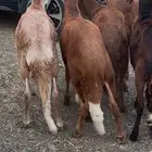 للبيع طليان سواكن مرابي شرط