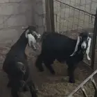 تيوس للبيع تيس حائل