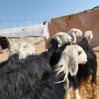 شياه نجد صنف متابيع ومضاريع