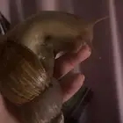 حلزونه العمر ثلاث سنين نشيطه صحتها كويسه بالرياض