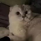 قطوه للتزاوج