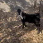 للبيع تيس في صلاصل حوال ثلاث شهور ينقص او يزيد عليه