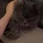قط للتبني مع تطعيماته