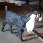 مشروع فحل عارضي كفو