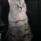 قط مفقود حي أجيال الظهران