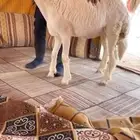 رخل حريه صنف كفو